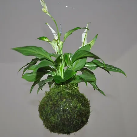 Kokedama Smichov * Πράγα